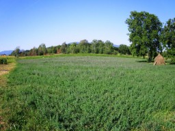 Продам земельну ділянку в Чернівецькій області 5 000 грн.
